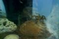 Pterinochilus Murinus .... pavucik
