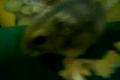 pipoooo