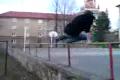 le parkour