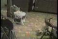 Cat Parkour