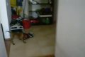 Nemecky boxer