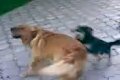 Ricky vs Beny