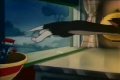 Tom and Jerry - Solid Serenade 1966