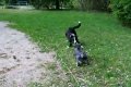 Schnauzer versus Border Collie