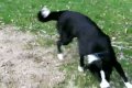 Schnauzer versus Border Collie III.