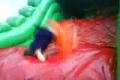 salto