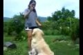 dogdancing