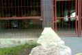 Le parkour