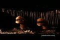 Star-Wars Robot Chicken cast 2