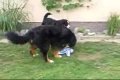 Amigo Chce Wiecej a Eiko Von Unkas´Traum