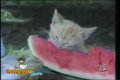 funny cats