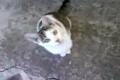 cicina