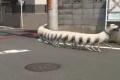 Loooong dog