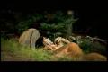 Nightwish-Amaranth