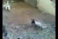 Devil Sheep