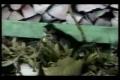 Funny Cats