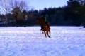 Skioring