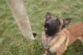 MALINOIS