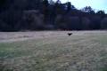 trening