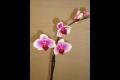 Phalaenopsis hybrid