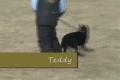Teddy