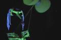 Uv show - Duo aratron Aspis- Uv šou.