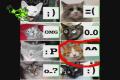 Funny Movie by D4nusKO Part 2