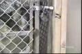 Zvířecí prison break aneb jak zdrhat :)))