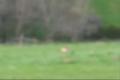 Coursing duben 2009 + video červen 2009