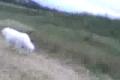 Wendy run
