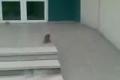 vevericka:D