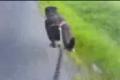Bikejoring s Dagem