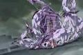 Mai Hime 24