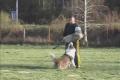 Border Collie-obrana Nikol a Grey