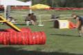 Border Collie-Agility Nikol a Grey slovensko open