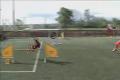 Border Collie-Agility Jackie a Nikol