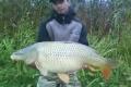 winter carp