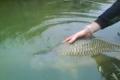 carp