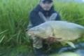 carp