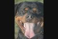 mydogs pictures