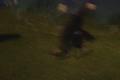 My border collie