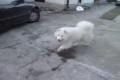 Samoyed fun slow motion :)