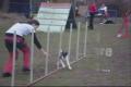 agility Amanda