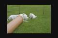 Fox Meadow's E-puppies 5-6 weeks