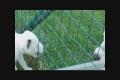 Fox Meadow's E-puppies 6 weeks