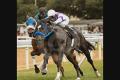 Horse Racing-Simply the best