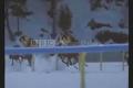 Horse Racing II