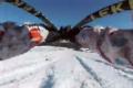 Ken Block v Rusku (RALLY)